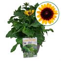 Afbeelding van VP Rudbeckia P19 hirta Gold black eye.